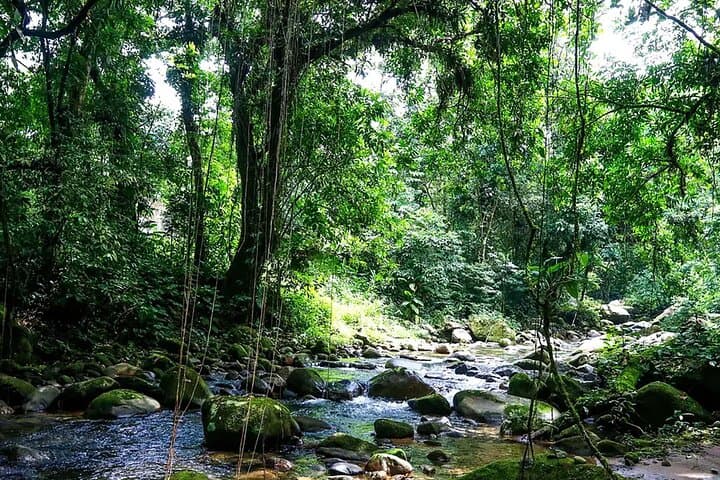 Rafting Rio Mambucada: Paraty River Rafting in the Atlantic Forest photo 5