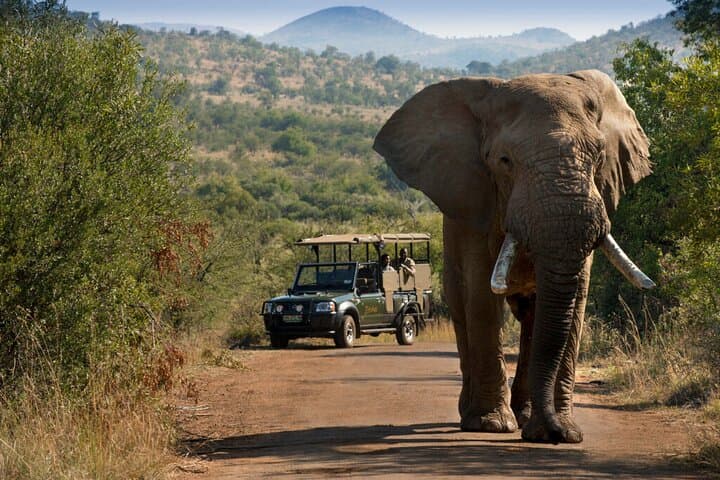 2-Day Pilanesberg Safari at Bakubung Bush Lodge — Big Five Game Drives from Johannesburg photo 4