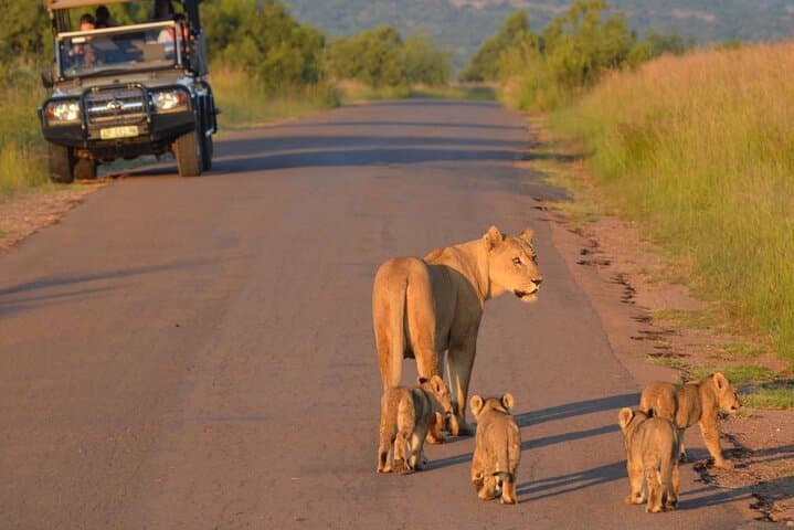 2-Day Pilanesberg Safari at Bakubung Bush Lodge — Big Five Game Drives from Johannesburg photo 6