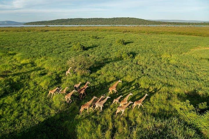 2-Day Big 5 Safari in Akagera National Park — Night Drives & Lake Ihema Boat Cruise
