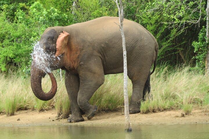 Private Udawalawe Safari with Gotrex Tours — See Wild Elephants Up Close