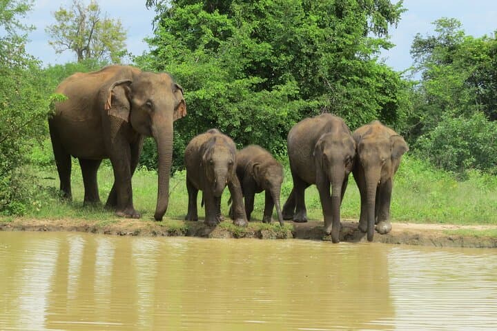 Private Udawalawe Safari with Gotrex Tours — See Wild Elephants Up Close photo 3