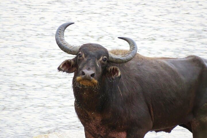 Private Udawalawe Safari with Gotrex Tours — See Wild Elephants Up Close photo 5