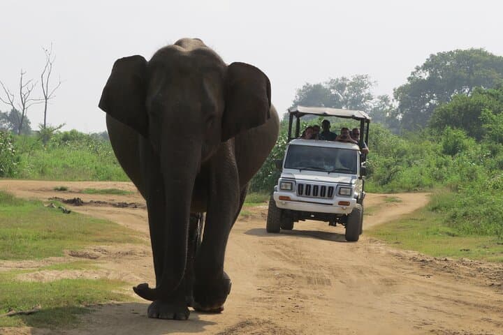 Private Udawalawe Safari with Gotrex Tours — See Wild Elephants Up Close photo 2
