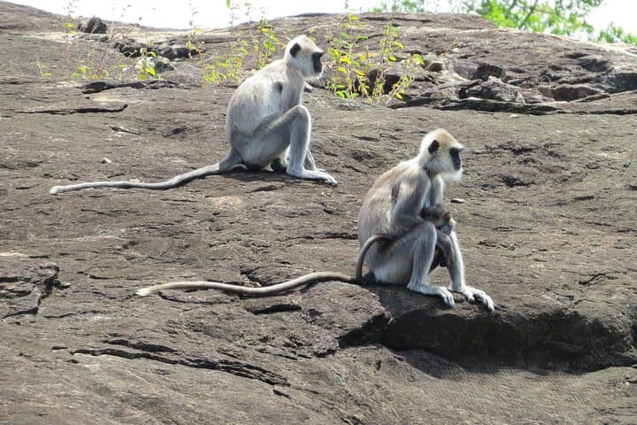 Private Udawalawe Safari with Gotrex Tours — See Wild Elephants Up Close photo 6