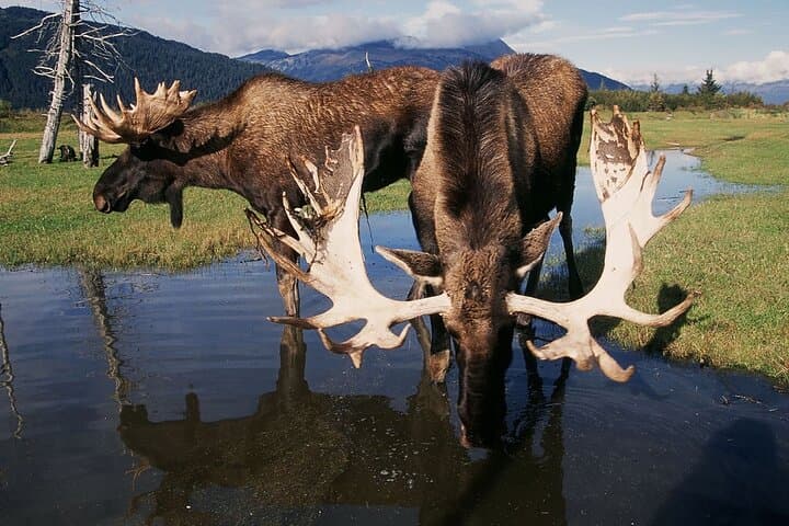 Anchorage to Whittier Wildlife Adventure — Seward Highway Drive & AWCC Stop photo 6