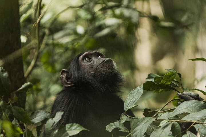 2-Day Nyungwe Chimpanzee Trek & Canopy Walk with King's Palace Visit