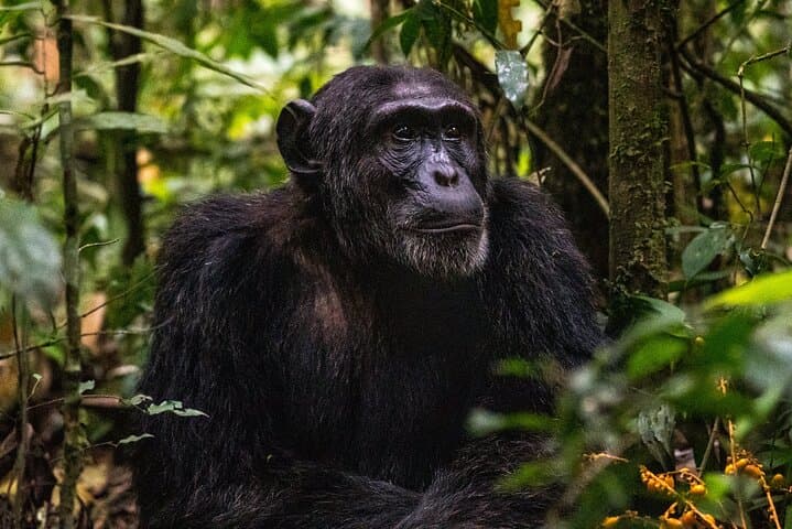 2-Day Nyungwe Chimpanzee Trek & Canopy Walk with King's Palace Visit photo 2