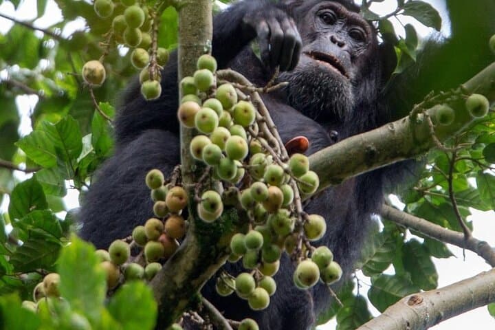 2-Day Nyungwe Chimpanzee Trek & Canopy Walk with King's Palace Visit photo 3