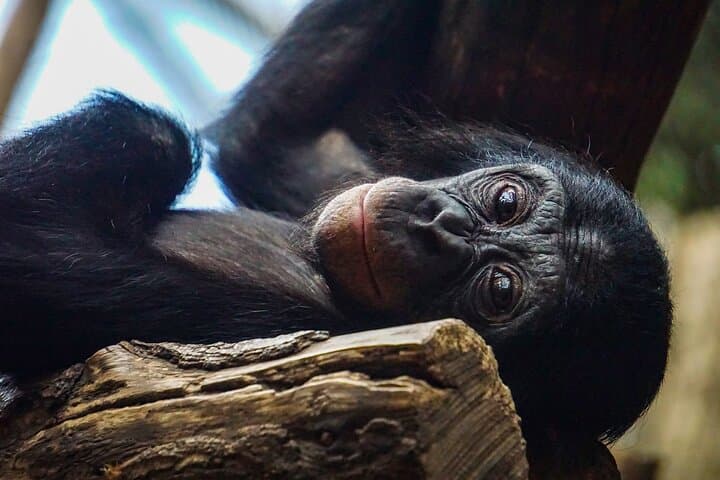 2-Day Nyungwe Chimpanzee Trek & Canopy Walk with King's Palace Visit photo 4