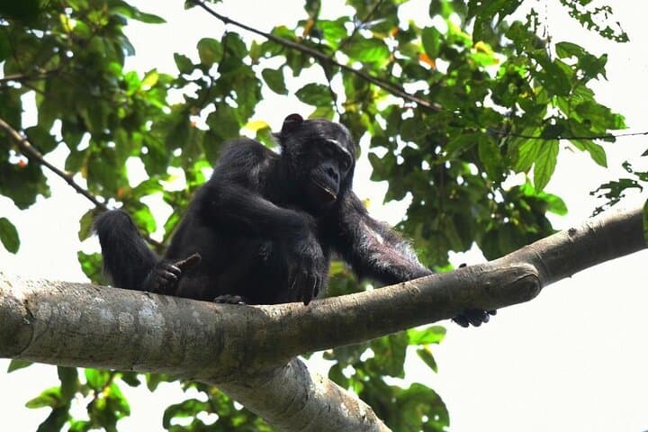 2-Day Nyungwe Chimpanzee Trek & Canopy Walk with King's Palace Visit photo 5