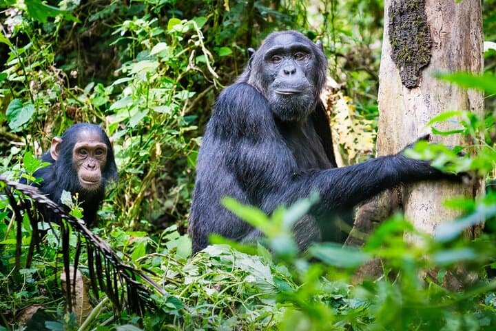 2-Day Nyungwe Chimpanzee Trek & Canopy Walk with King's Palace Visit photo 6
