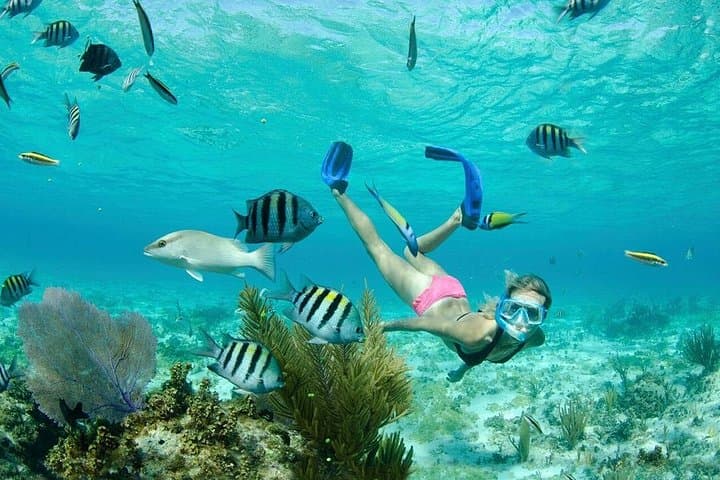 Grand Cayman 3-Stop Snorkel: Stingray City, Coral Gardens & Barrier Reef photo 3