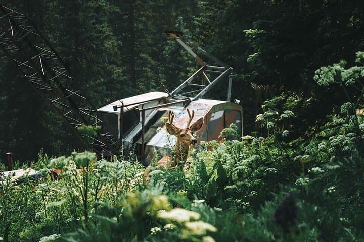 Half-Day Durango Jeep Tour to La Plata Canyon | San Juan Mountains Adventure photo 4