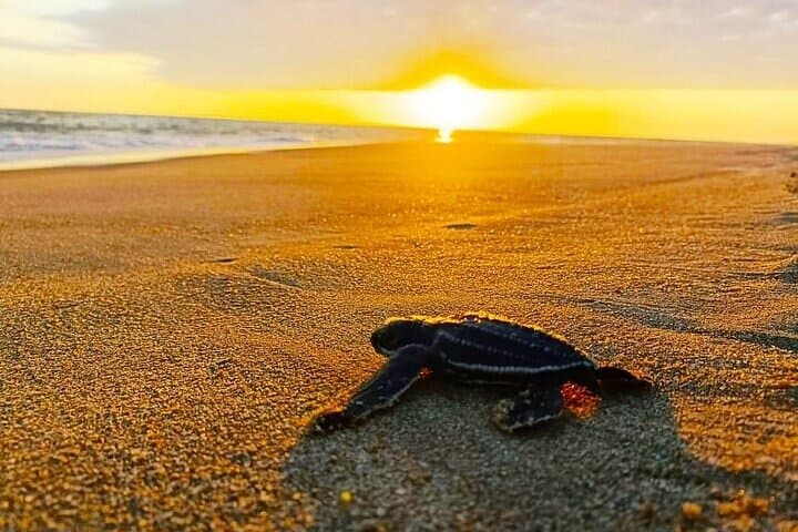 Turtle Release and Manialtepec Bioluminescence Tour in Puerto Escondido photo 3
