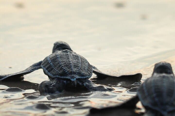Turtle Release at Escobilla Beach: Olive Ridley Hatchling Experience near Huatulco photo 3
