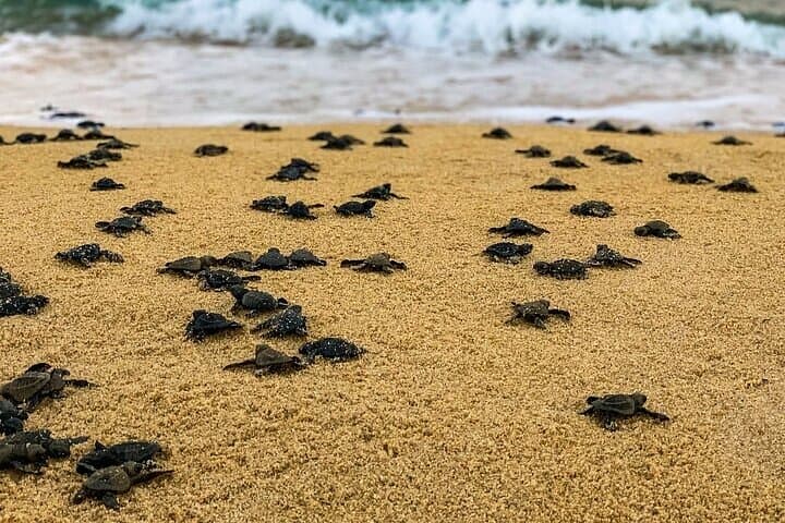 Turtle Release at Escobilla Beach: Olive Ridley Hatchling Experience near Huatulco photo 4