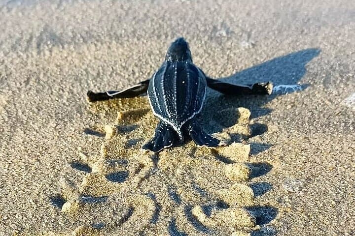 Turtle Release at Escobilla Beach: Olive Ridley Hatchling Experience near Huatulco photo 5
