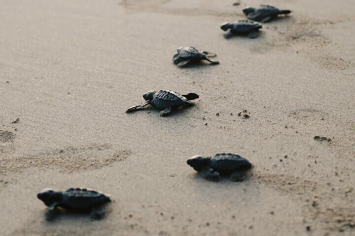 Turtle Release at Escobilla Beach: Olive Ridley Hatchling Experience near Huatulco photo 6