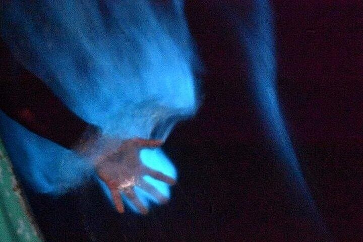 Manialtepec Bioluminescence Night Tour from Huatulco — Swim the Glowing Lagoon photo 2