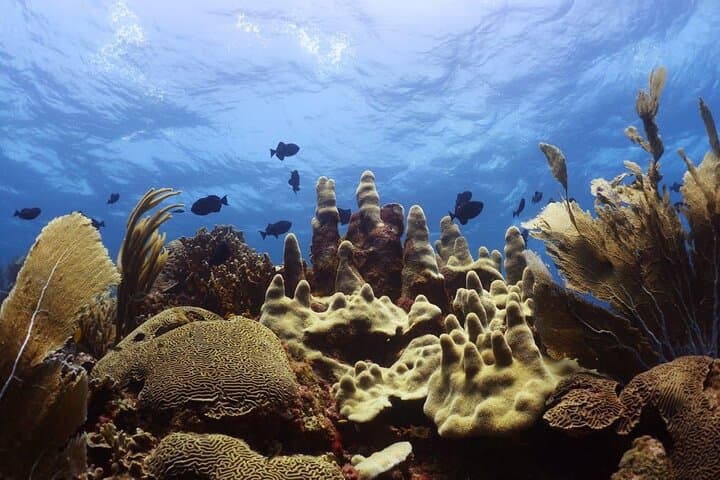 Curacao Aqua Jet Sea Scooter Guided Tour: Explore Coral Gardens & Spot Turtles photo 4