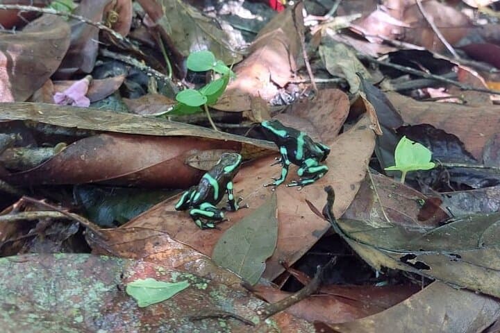 Carara National Park Private Tour — Scarlet Macaws & Rainforest Trails Near Jaco photo 2