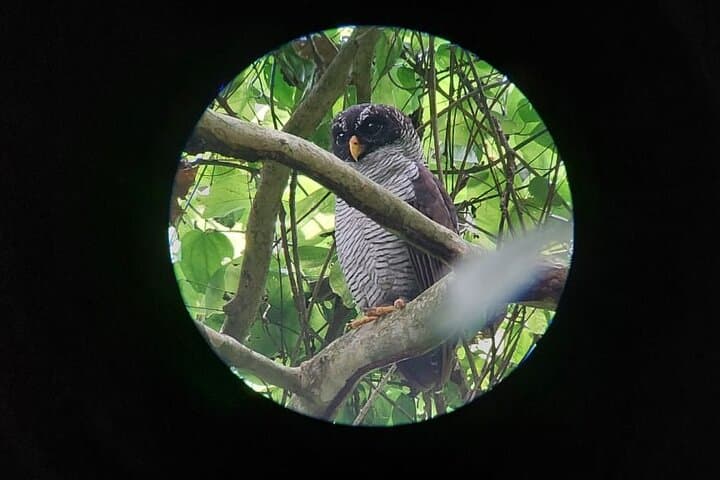 Carara National Park Private Tour — Scarlet Macaws & Rainforest Trails Near Jaco photo 3