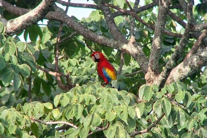 Carara National Park Private Tour — Scarlet Macaws & Rainforest Trails Near Jaco photo 4