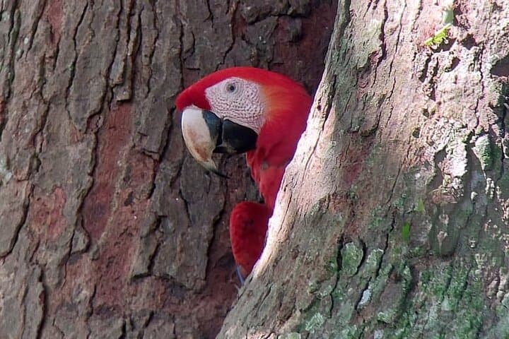 Carara National Park Private Tour — Scarlet Macaws & Rainforest Trails Near Jaco photo 1