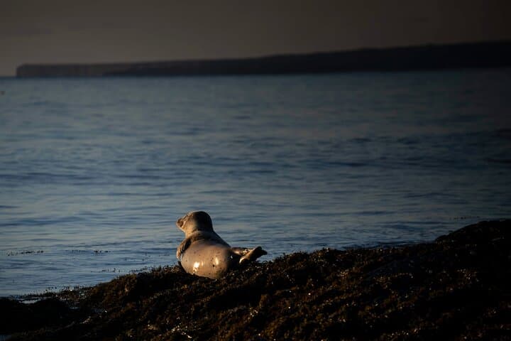 Full-Day Snæfellsnes Peninsula Tour: Kirkjufell, Vatnshellir Cave & Ytri-Tunga Seals photo 3