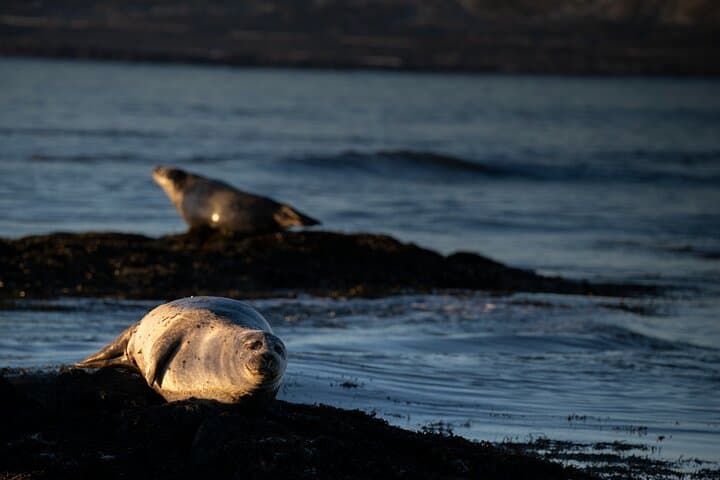 Full-Day Snæfellsnes Peninsula Tour: Kirkjufell, Vatnshellir Cave & Ytri-Tunga Seals photo 4