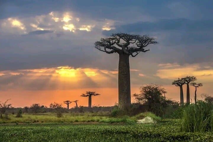 7-Day Tsingy, Kirindy & Baobab Adventure from Morondava