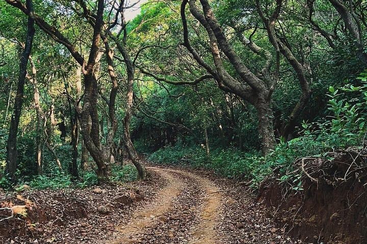 Pune to Koyna: Overnight Jungle Expedition & Jeep Safari in Koyna Wildlife Sanctuary photo 6