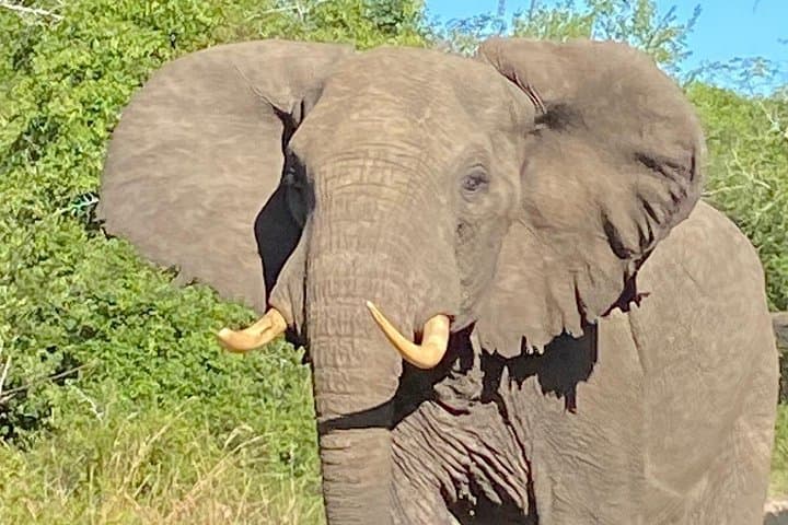 Epic Full-Day Safari & Surf in iSimangaliso Wetland Park — Bush to Beach Adventure photo 2