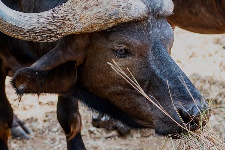 Bora Bora Wildlife Park Half-Day Tour from Diani Beach — Giraffes, Zebras & Coastal Wildlife