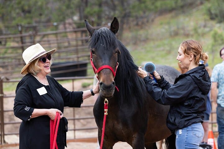 Wild Mustang Experience Near Colorado Springs: Guided Non-Riding Mountain Sessions
