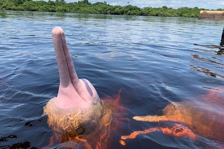 Half-Day Amazonian Experience: Canoes, Pink Dolphins & Piranha Fishing from Manaus photo 2