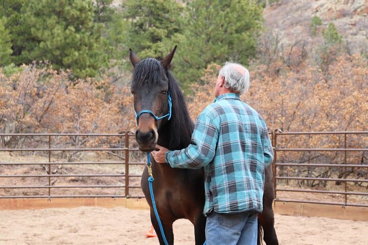 Wild Mustang Experience Near Colorado Springs: Guided Non-Riding Mountain Sessions photo 5