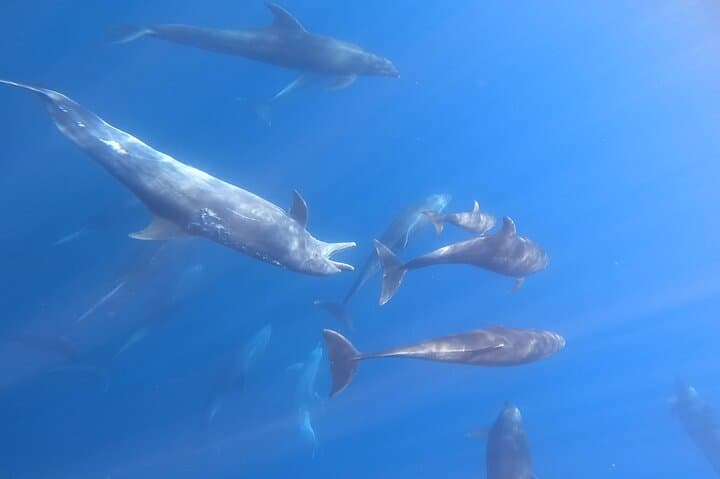 Snorkel Mobula Rays in La Ventana Bay — Super VIP Marine Safari from La Paz photo 2