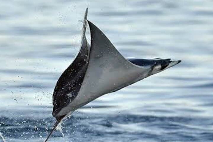 Snorkel Mobula Rays in La Ventana Bay — Super VIP Marine Safari from La Paz photo 3