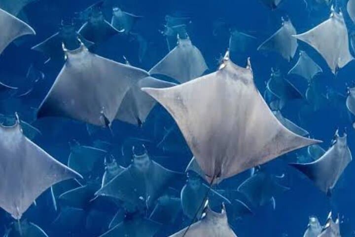 Snorkel Mobula Rays in La Ventana Bay — Super VIP Marine Safari from La Paz photo 4
