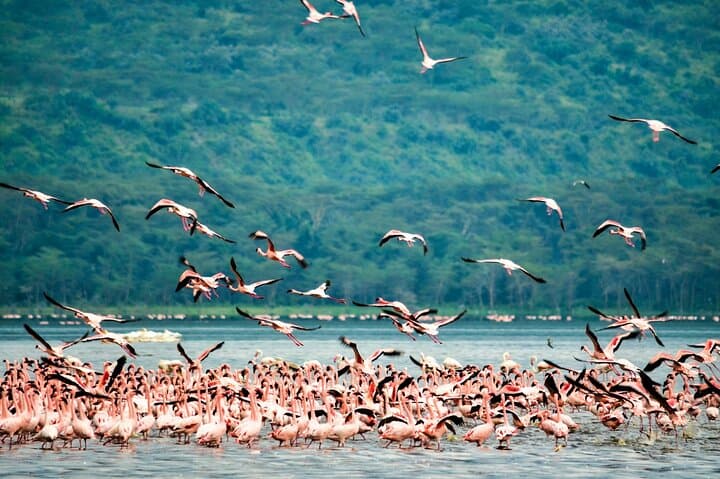 Private Half-Day Safari to Lake Nakuru National Park from Nakuru photo 2