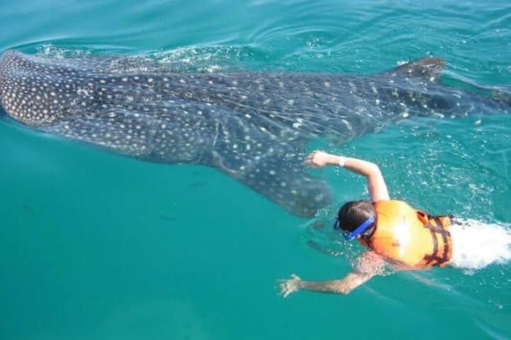 Swim with Whale Sharks near Cancun: Isla Contoy Tours & Practical Guide