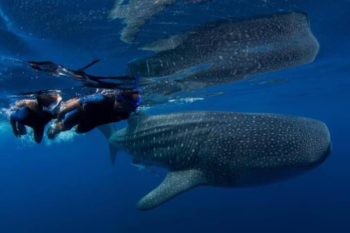 Swim with Whale Sharks near Cancun: Isla Contoy Tours & Practical Guide photo 2