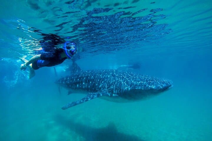 Swim with Whale Sharks near Cancun: Isla Contoy Tours & Practical Guide photo 3