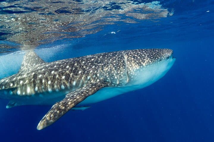 Swim with Whale Sharks near Cancun: Isla Contoy Tours & Practical Guide photo 4