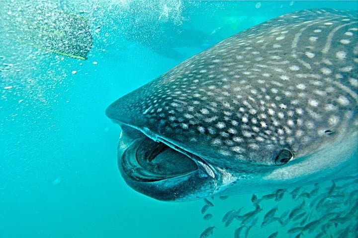 Swim with Whale Sharks from Playa del Carmen: Guided Tours to Isla Contoy photo 2