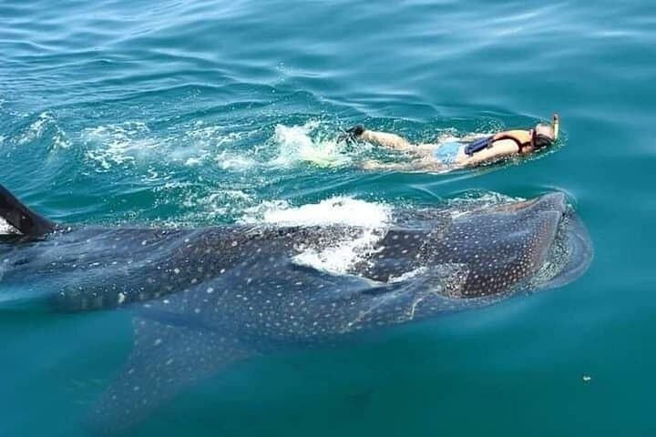Swim with Whale Sharks from Playa del Carmen: Guided Tours to Isla Contoy photo 3