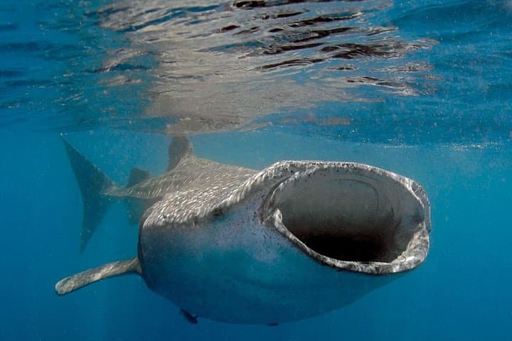 Swim with Whale Sharks from Playa del Carmen: Guided Tours to Isla Contoy photo 4