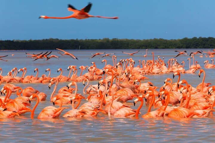 Celestún and Sisal Day Trip from Mérida — Flamingos, Mangroves & Gulf Beaches photo 1